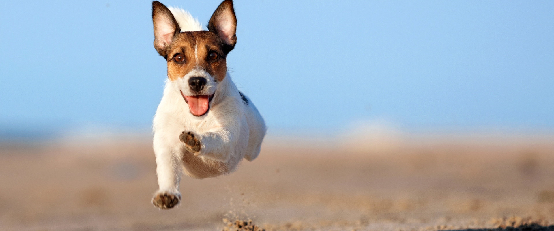 jack russel running along a sand beach