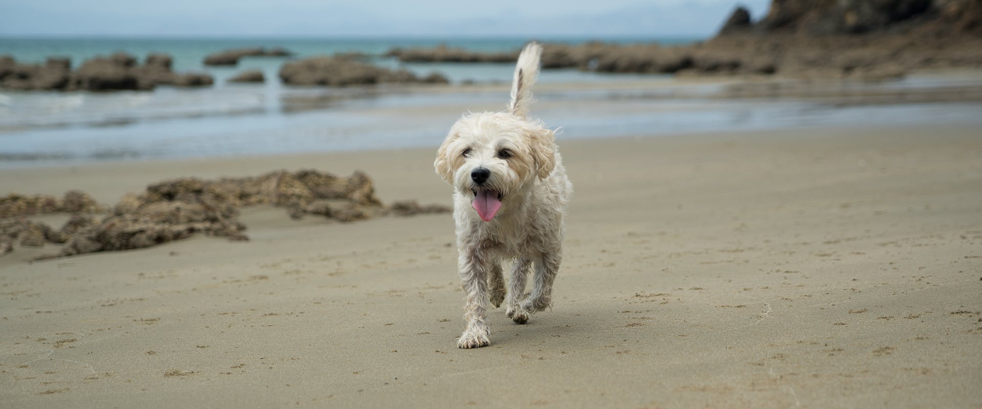 A Cavachon (a mix dog breed) running along a beach