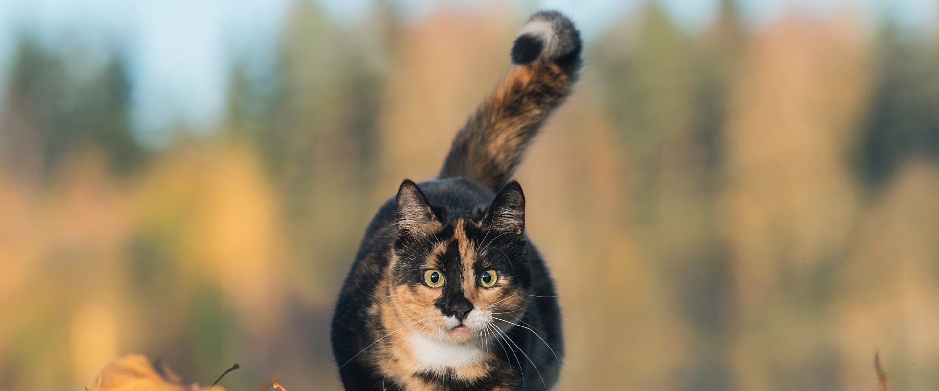 a calico cat walking through a field in fall with her tail up and curved