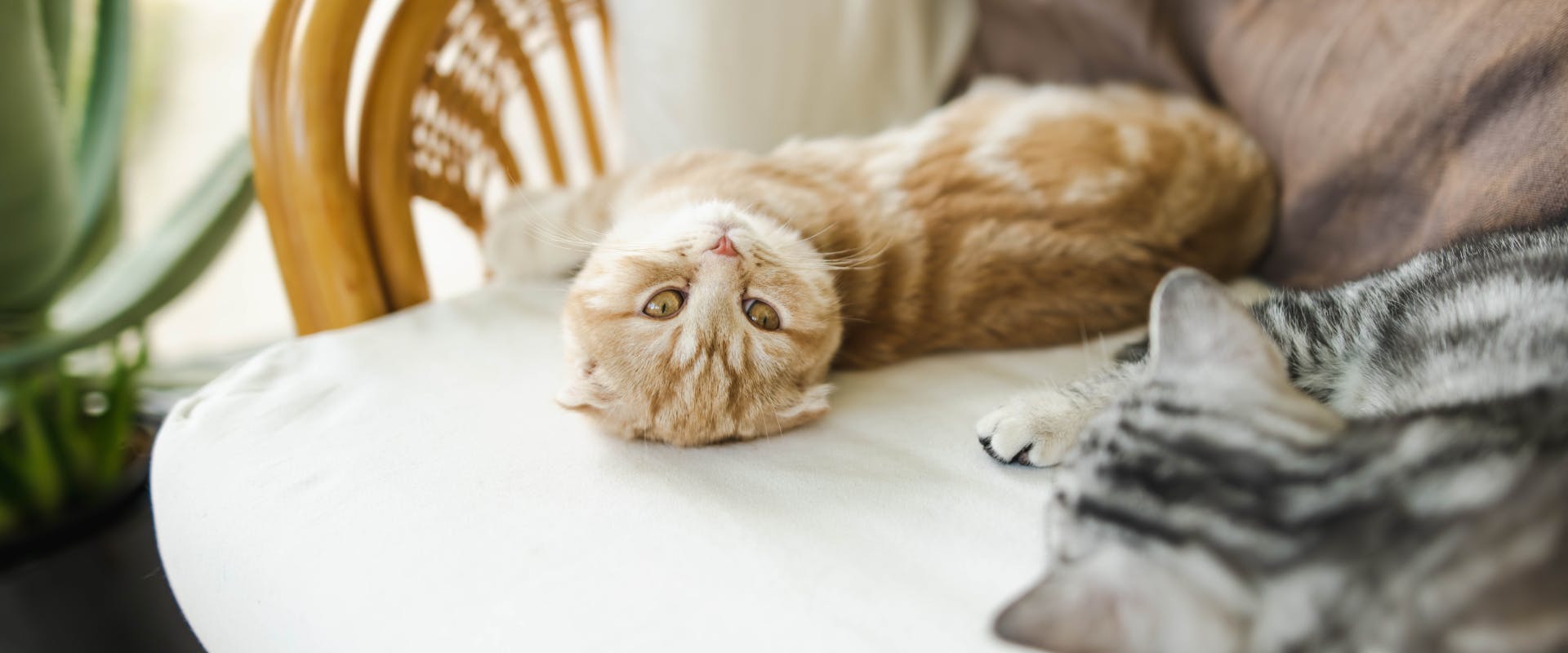 a ginger scottish fold cat and a gray tabby lying on a white whicker sofa