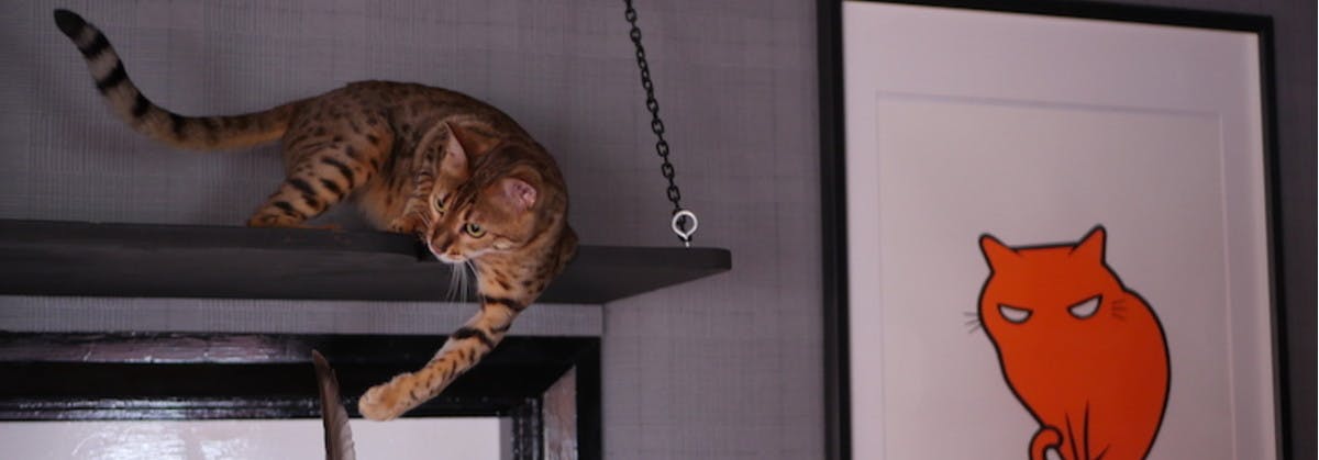 Bengal cat playing with feather