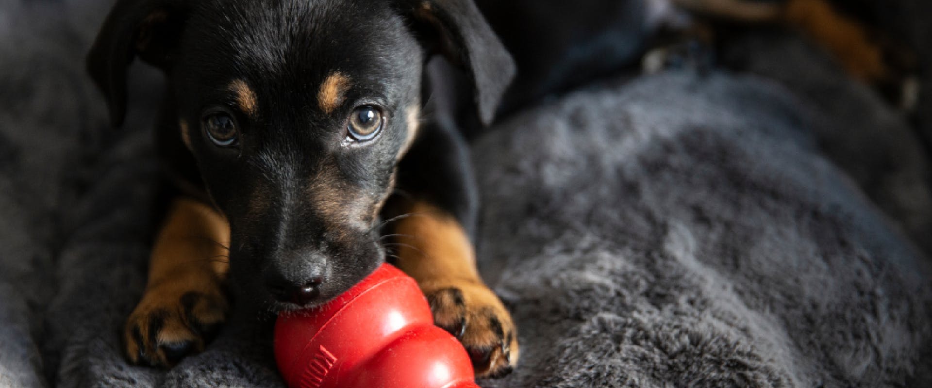 A puppy chews on a toy.