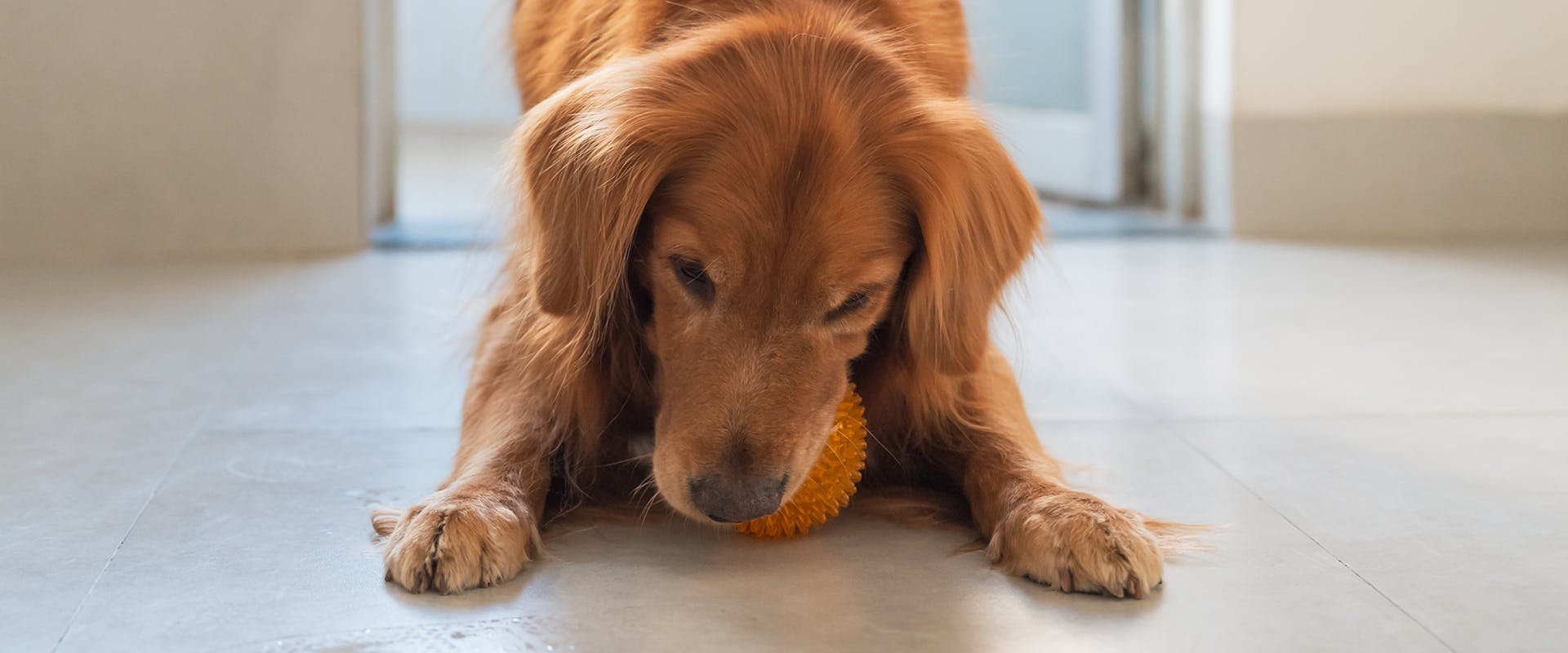 A red Golden Retriever dog chewing on an orange ball