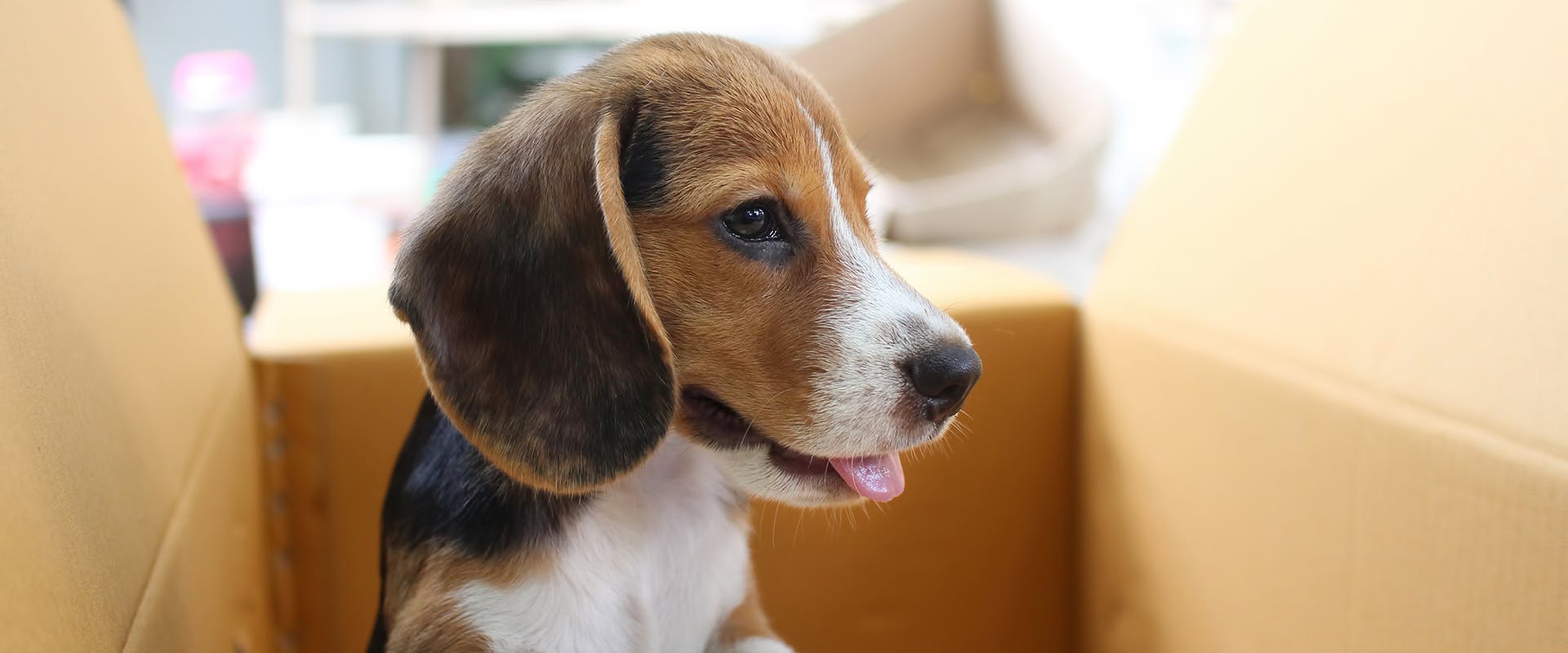 A cute Beagle puppy sitting in a cardboard box