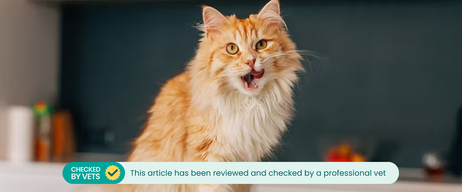 A fluffy ginger cat licking its lips, sitting on a kitchen countertop