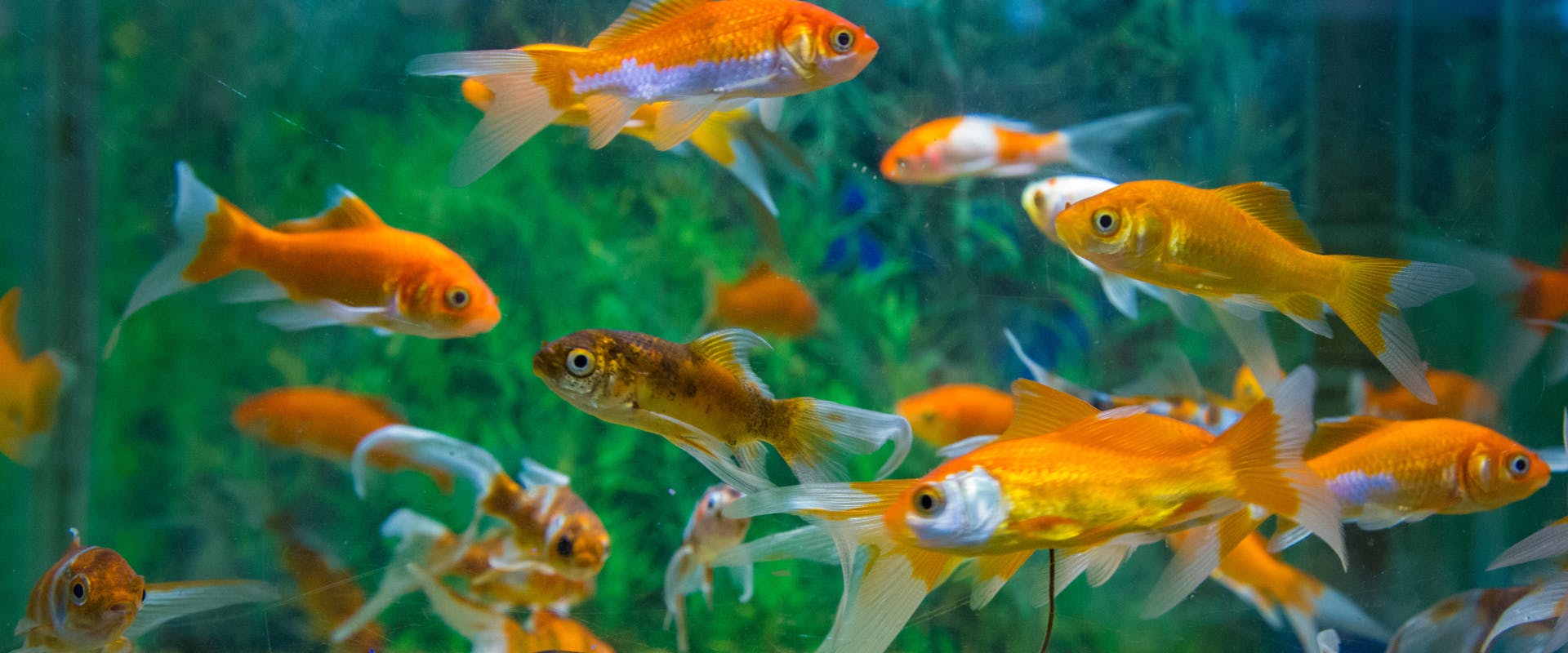 a group of brightly colored goldfish guppies