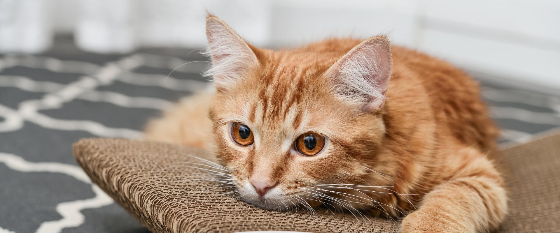 A ginger cat laying down.