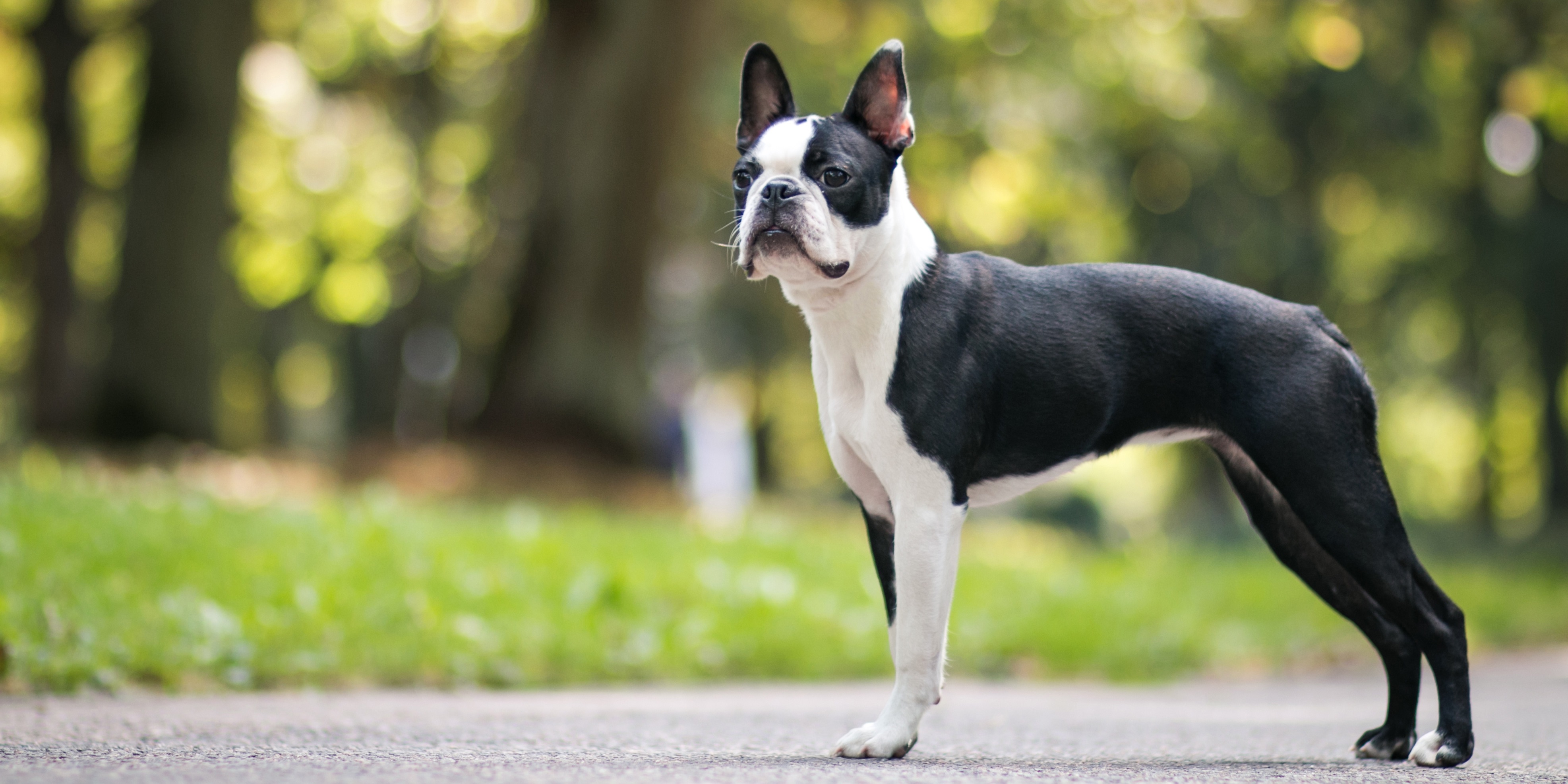 Boston Terrier Names | TrustedHousesitters.com