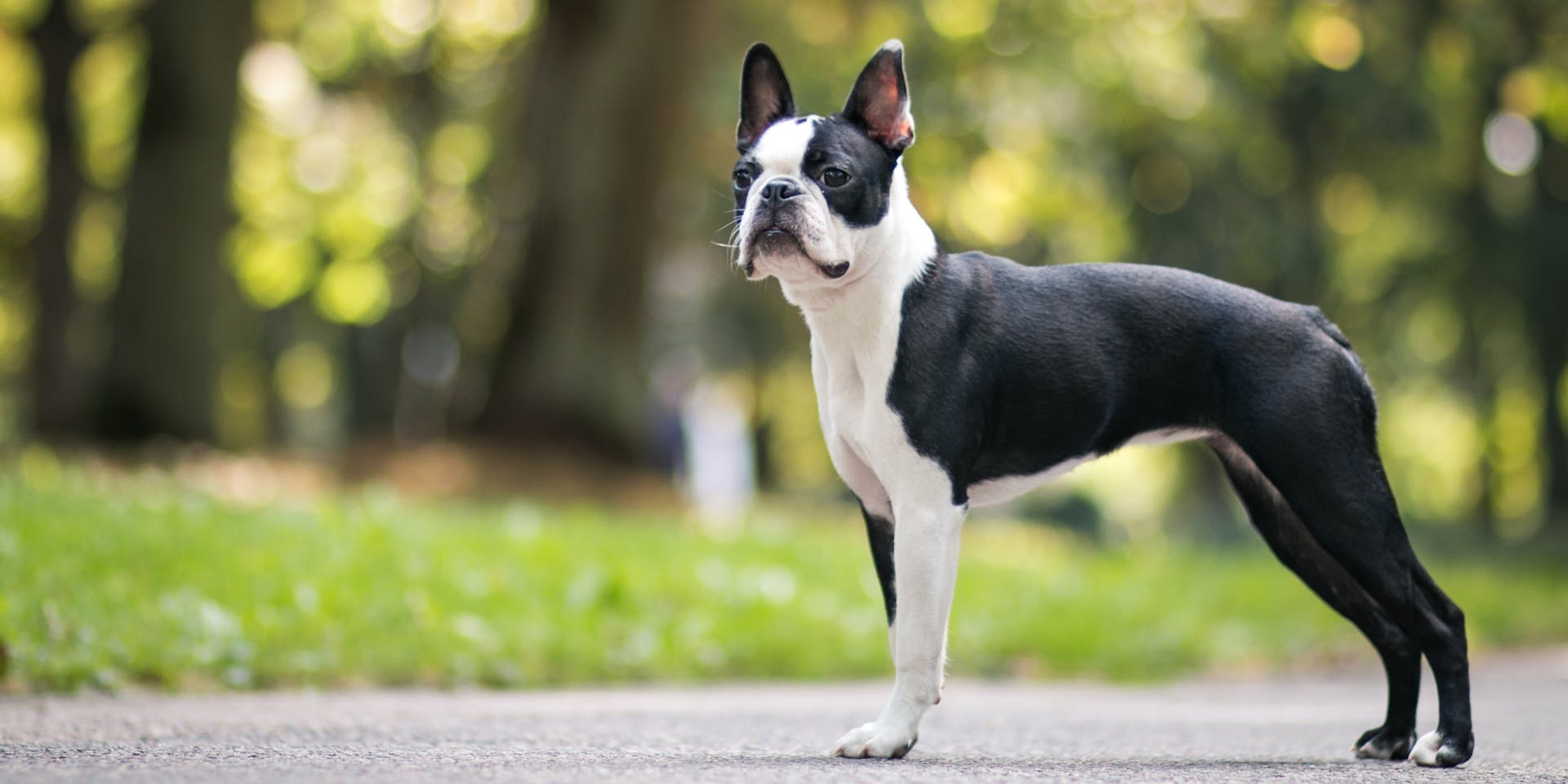 A Boston Terrier in a park