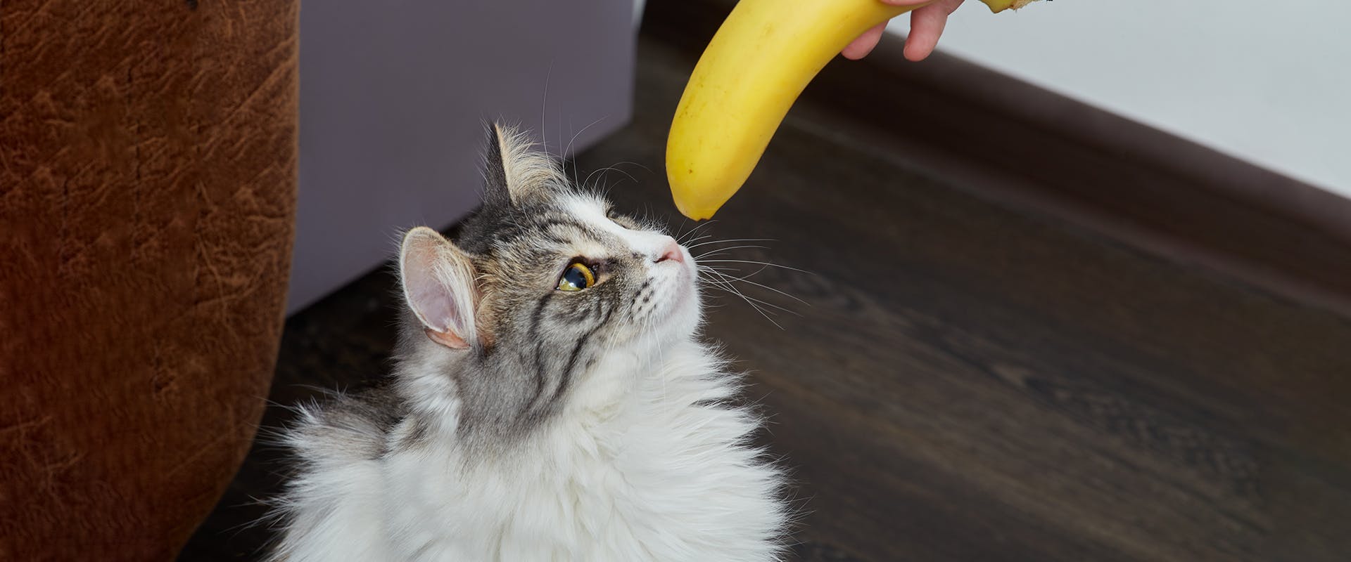 Can cats eat bananas? A cat sniffing at a banana