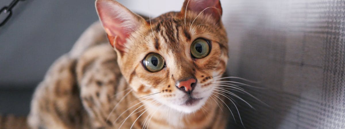 7 weird things cats are scared of