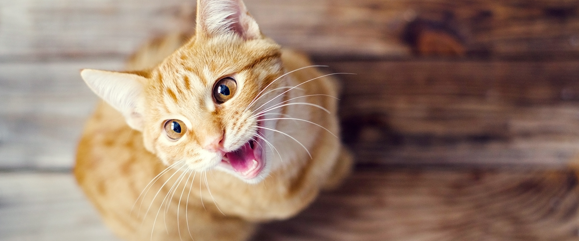 Best Cat Talking Buttons informacionpublica.svet.gob.gt