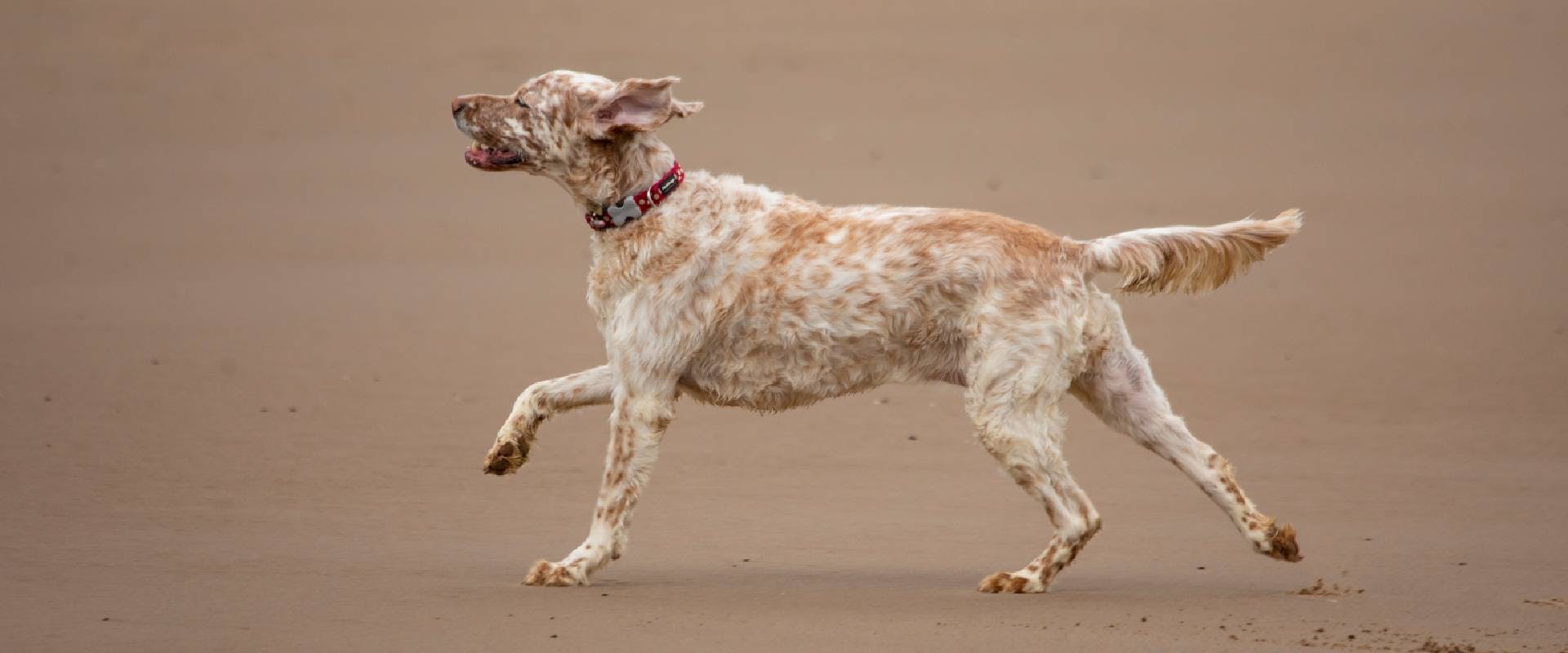 Dog running on Lincolnshire beach