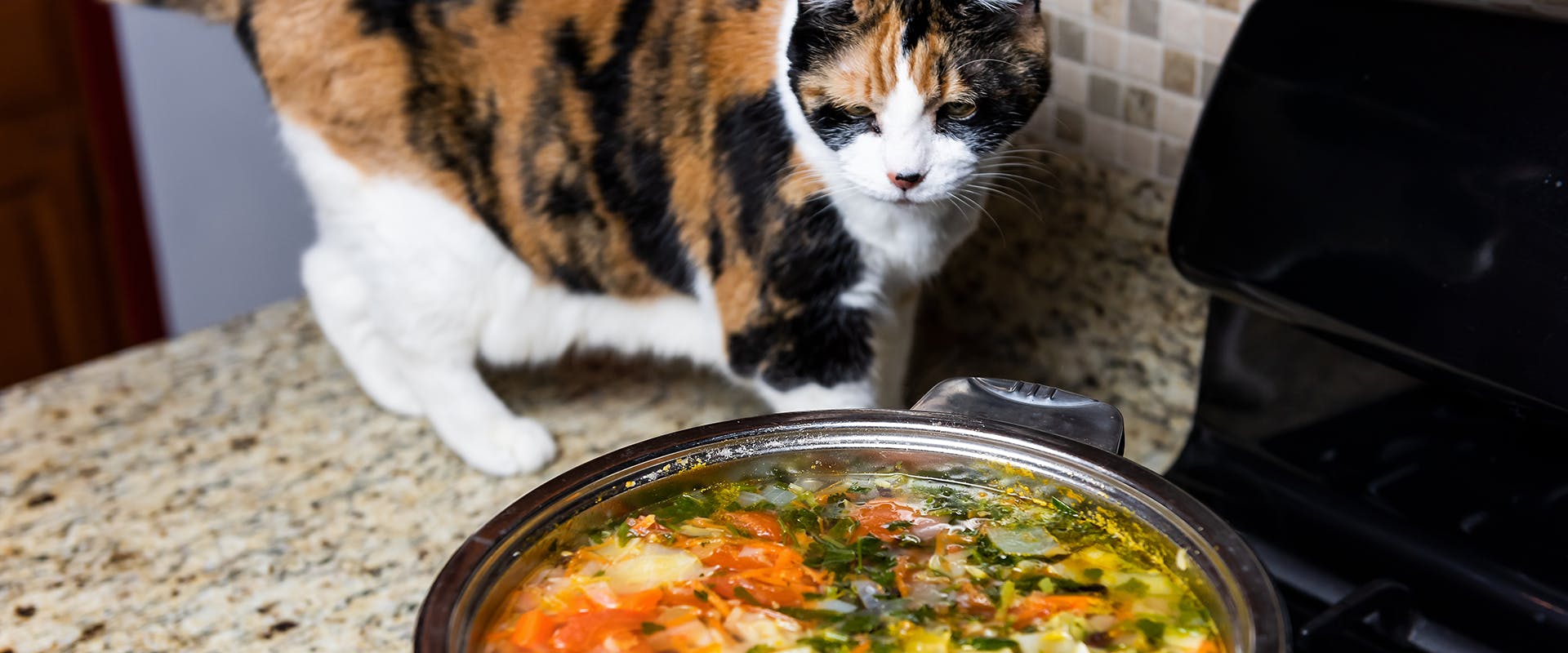 A calico cat on a kitchen worktop, looking at a pan of soup cooking 