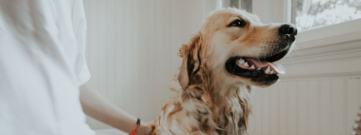 Golden Labrador having a bath