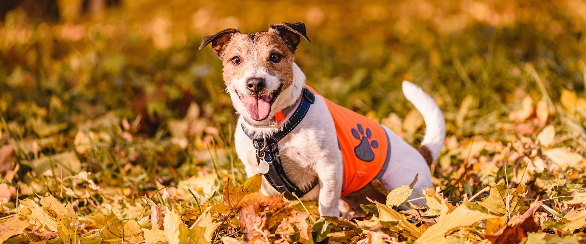 A happy dog walking through a pile of fallen leaves, wearing a bright orange small dog harness