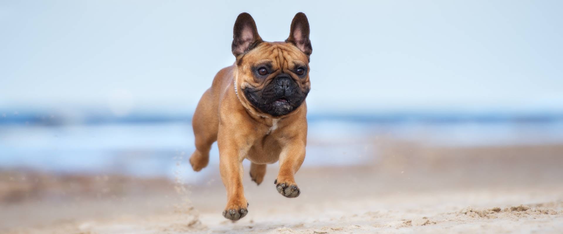 French Bulldog running along the beach