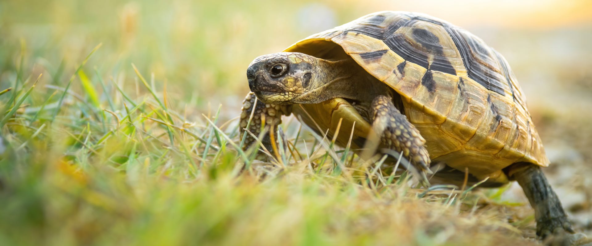 A tortoise outside.