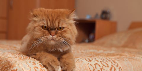 A grumpy looking orange cat sat on an orange bed.
