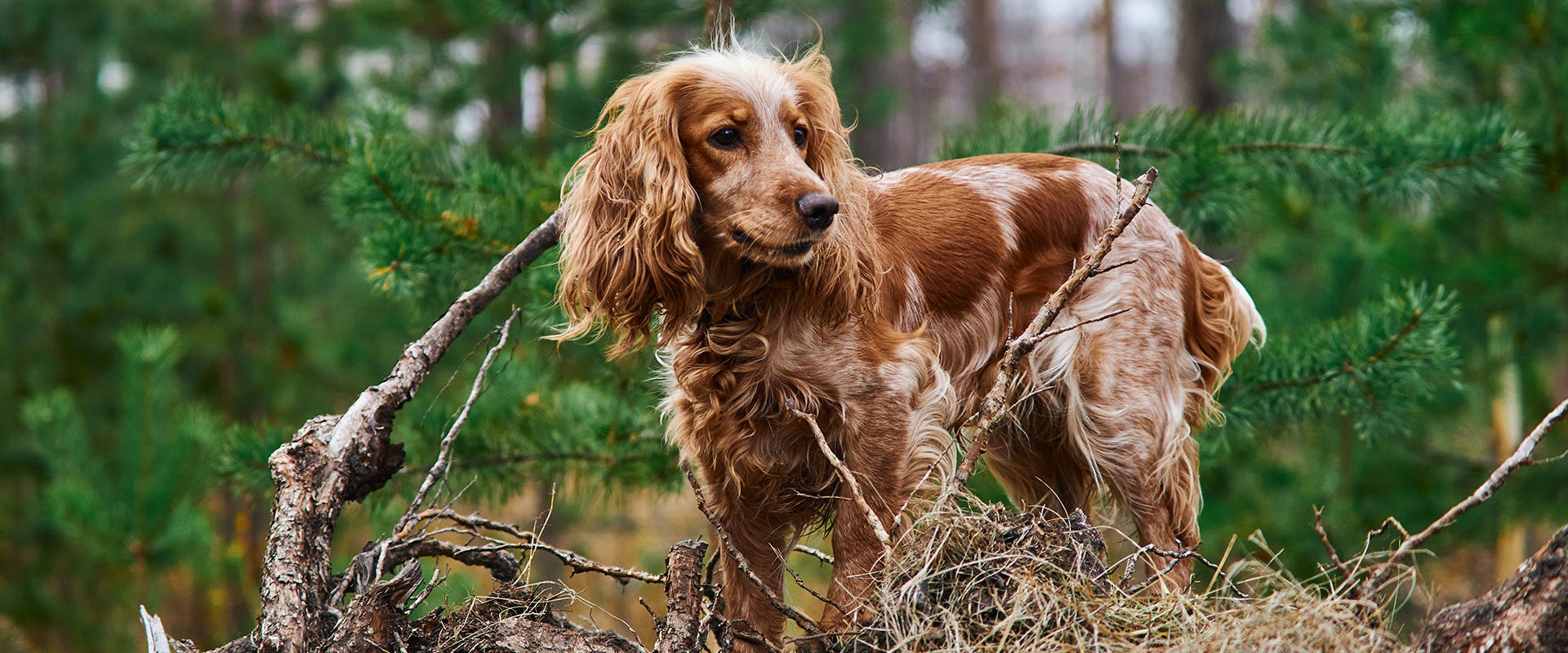 A red dog standing in the middle of a forest