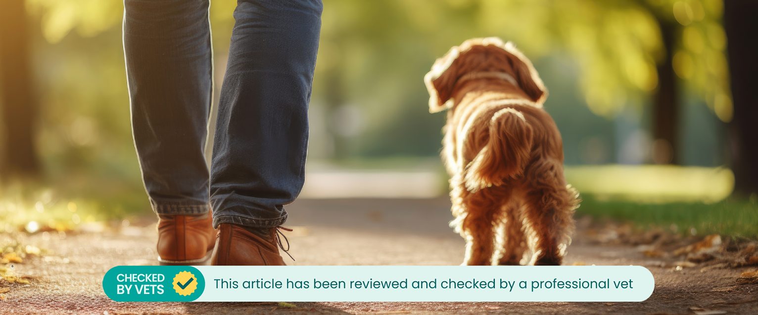 small dog following its owner through a park