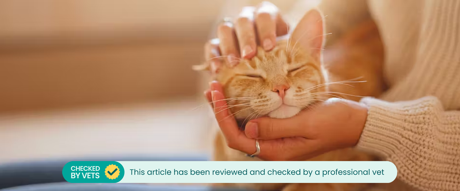 A person's hands cupping a cat's head tenderly