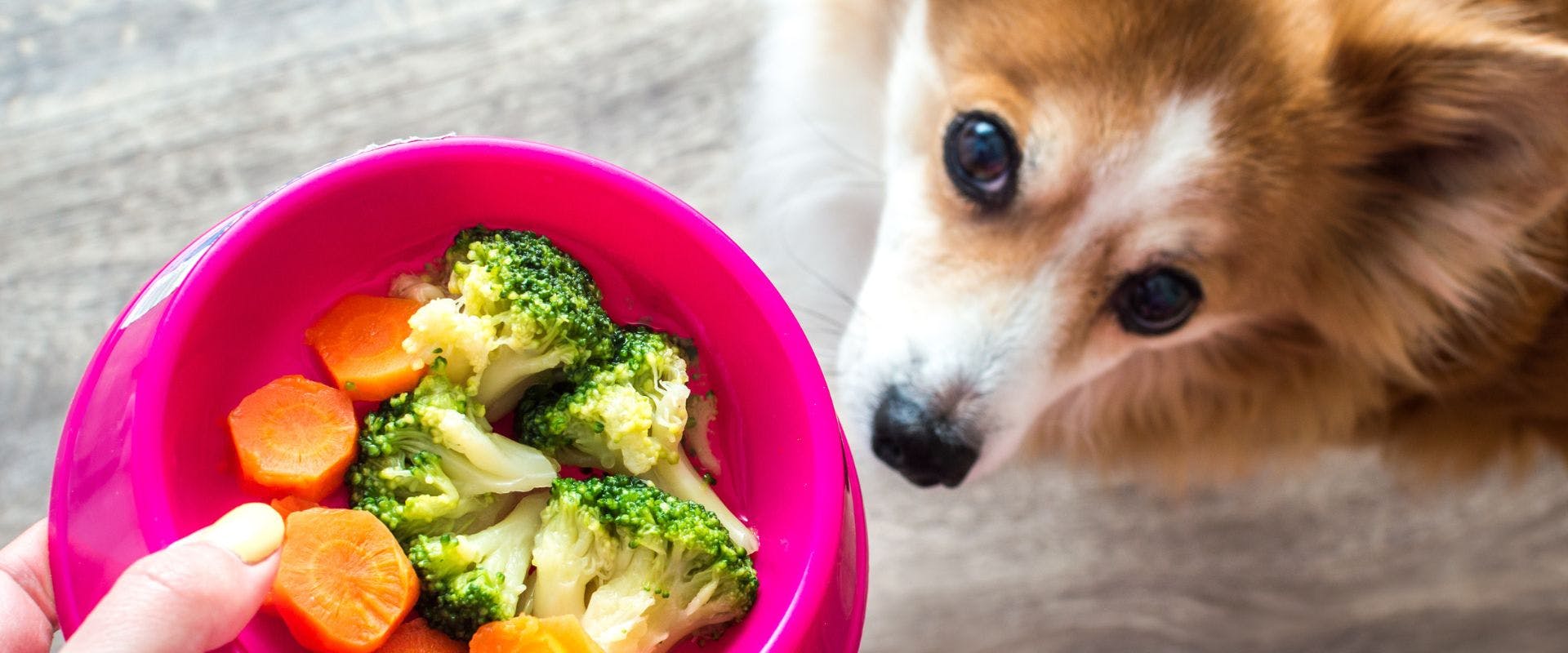Dog waiting to eat broccoli