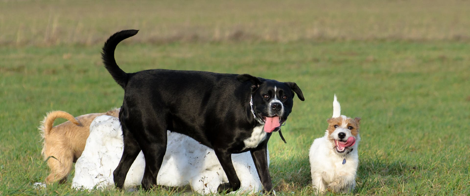 a group of large and small dogs playing together outside in a large grass field