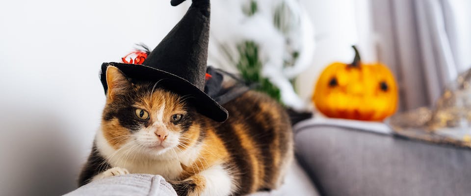 A tortoiseshell cat wearing a black witches hat 