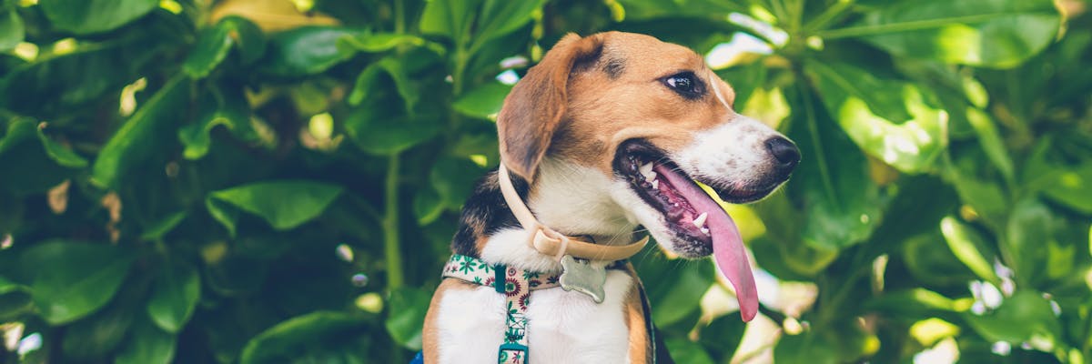 A dog with its tongue out looking to the right, standing in front of a large green bush