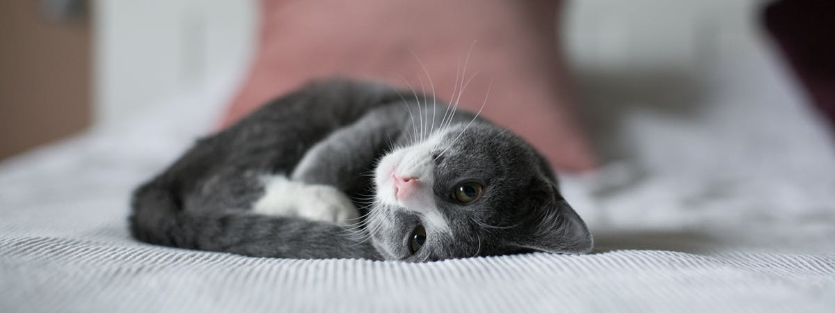 Kitten laying on a bed