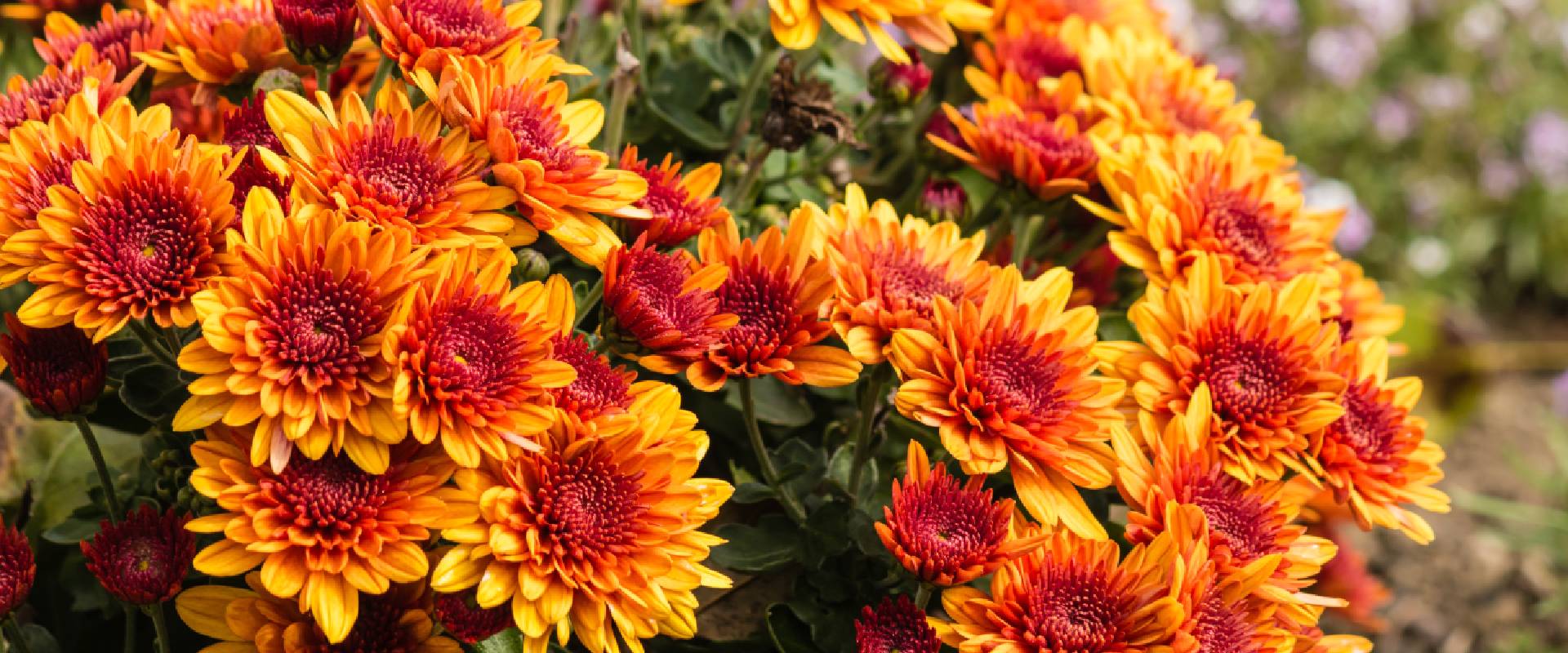 Are Chrysanthemums Toxic to Dogs?