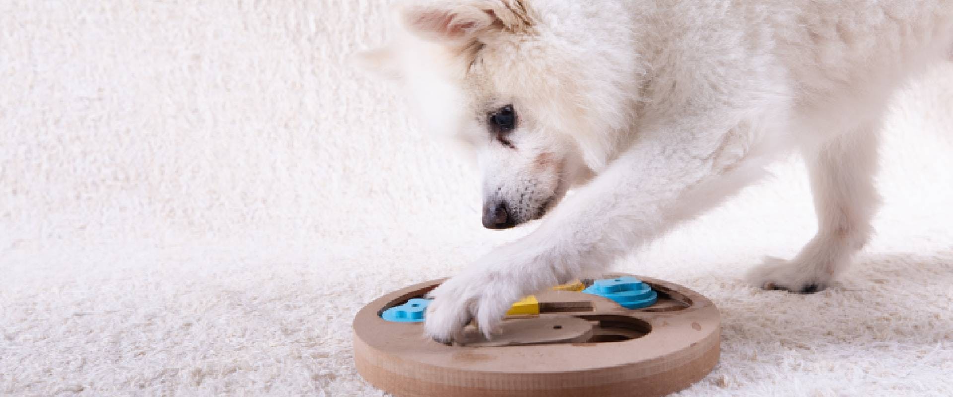 Dog playing with an interactive puzzle toy