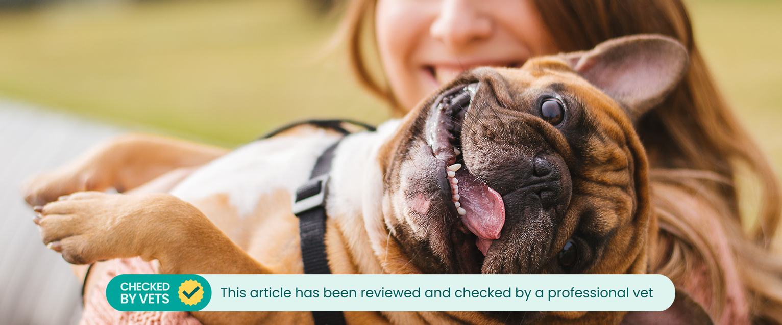 A woman holding a happy French Bulldog in her arms