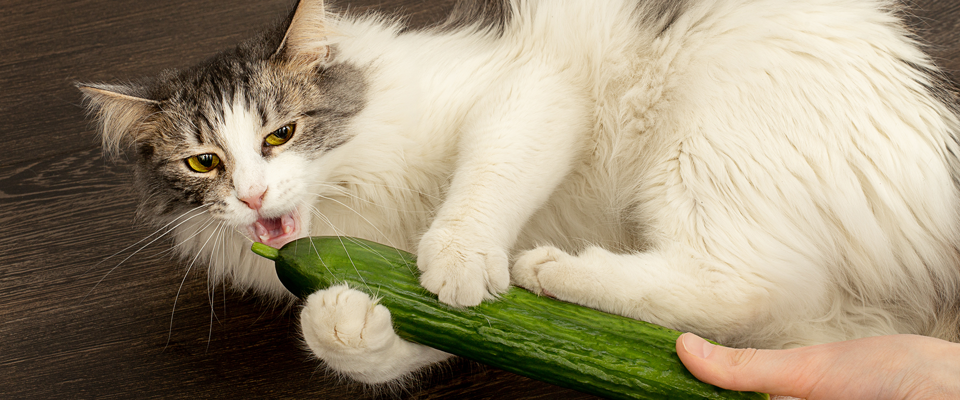 why-are-cats-scared-of-cucumbers-trustedhousesitters