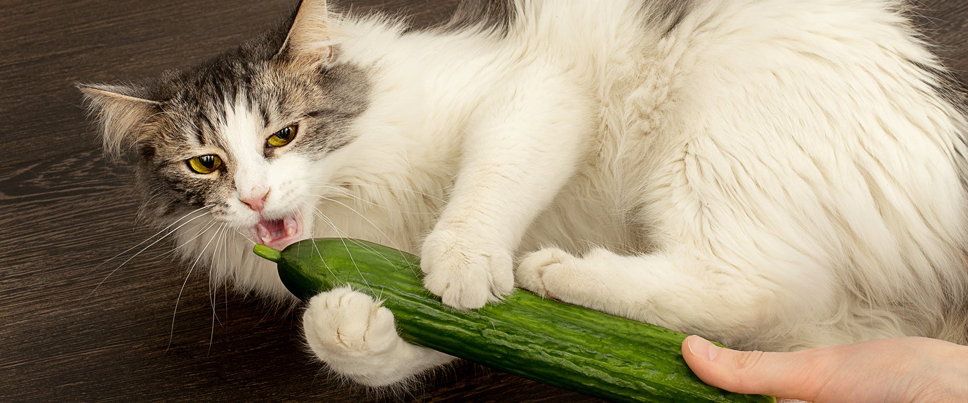 A cat playing and biting a cucumber