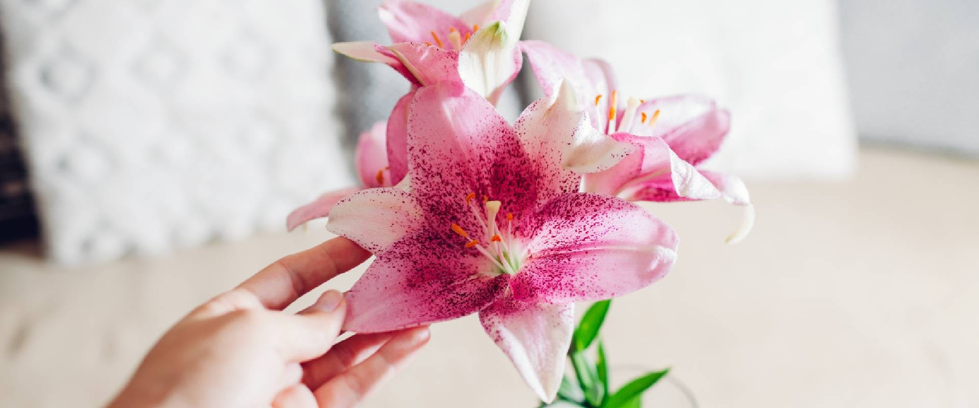 Are Lilies Poisonous To Dogs? | Trustedhousesitters.Com
