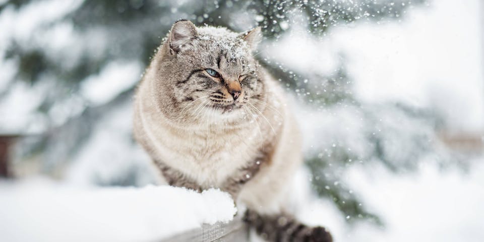 A gray cat in the winter snow.