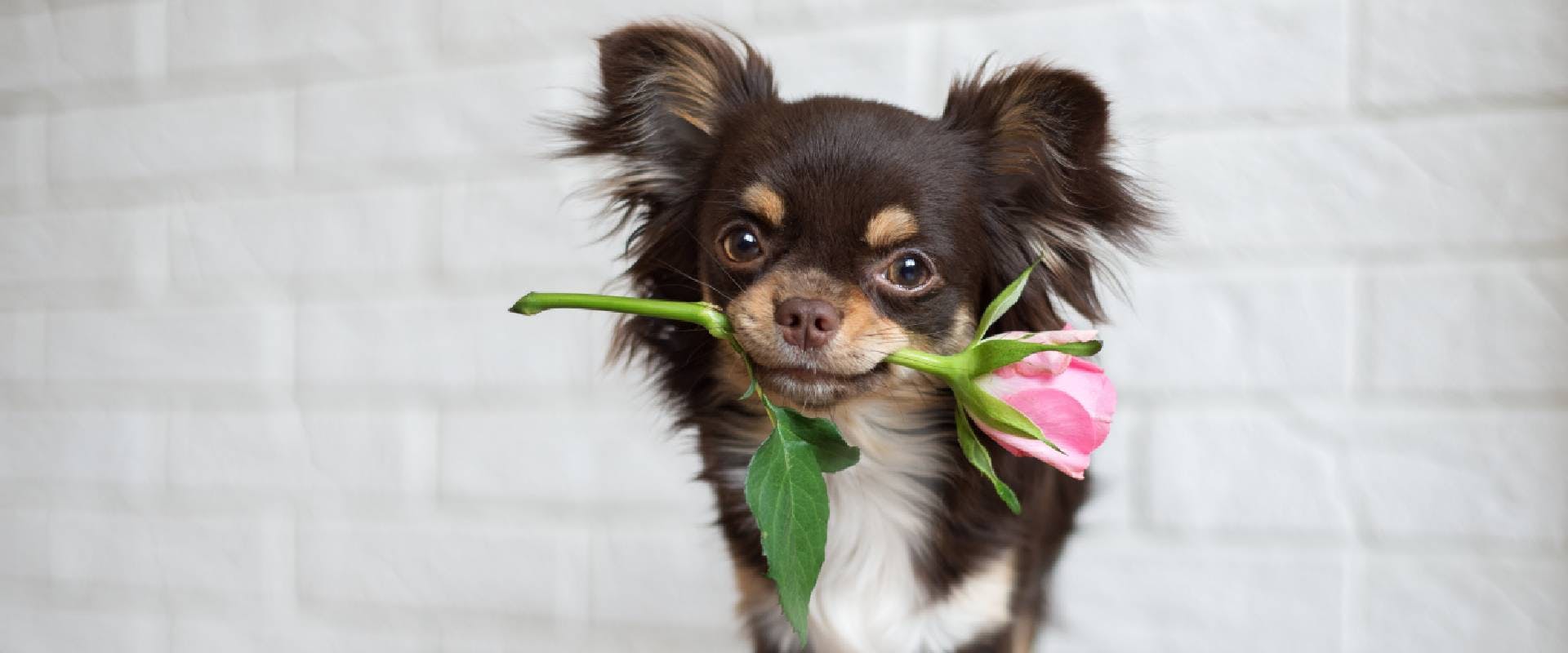 Chihuahua with a pink rose in their mouth