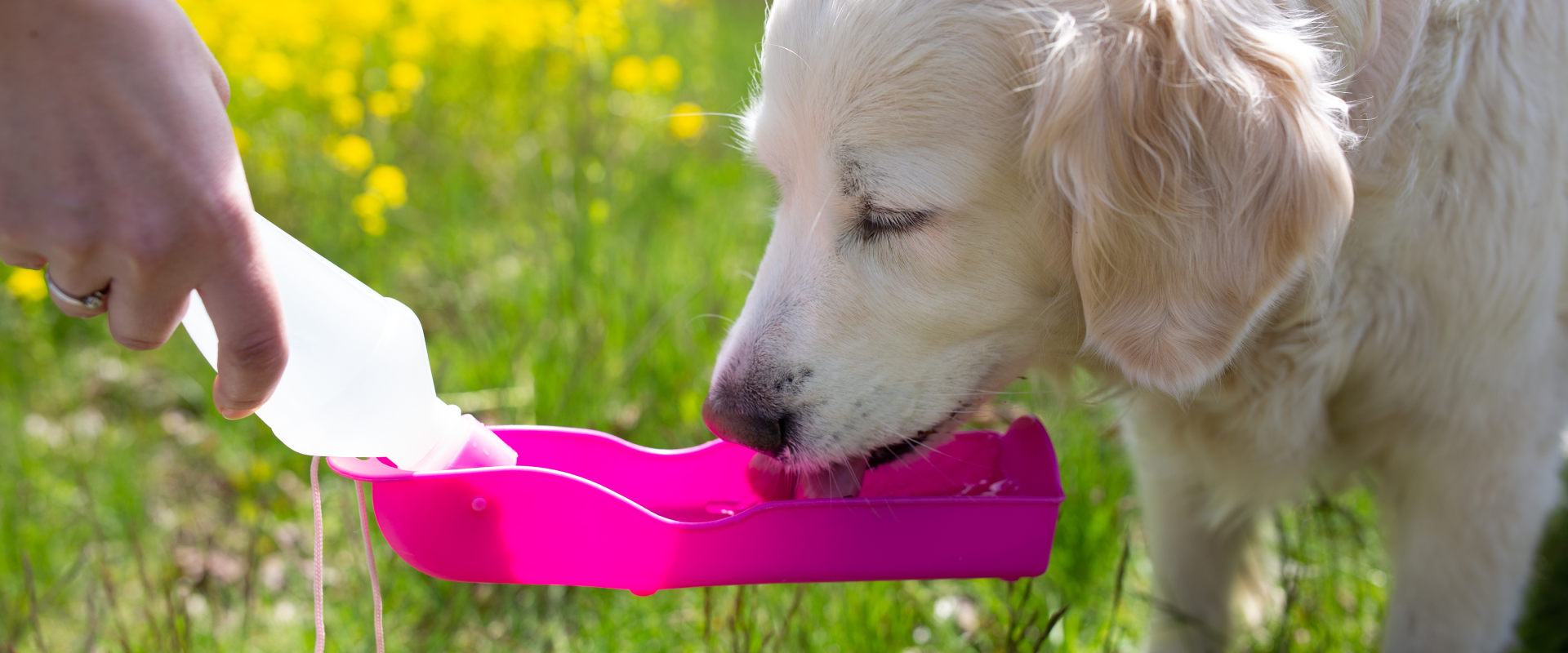 Is my Dog Drinking Enough Water? | TrustedHousesitters.com