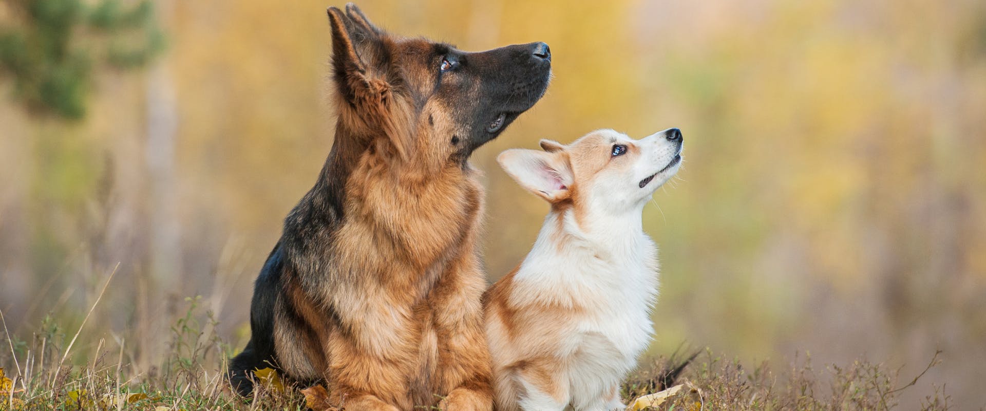 a german shepherd and corgi sat in a park and looking at something in the sky