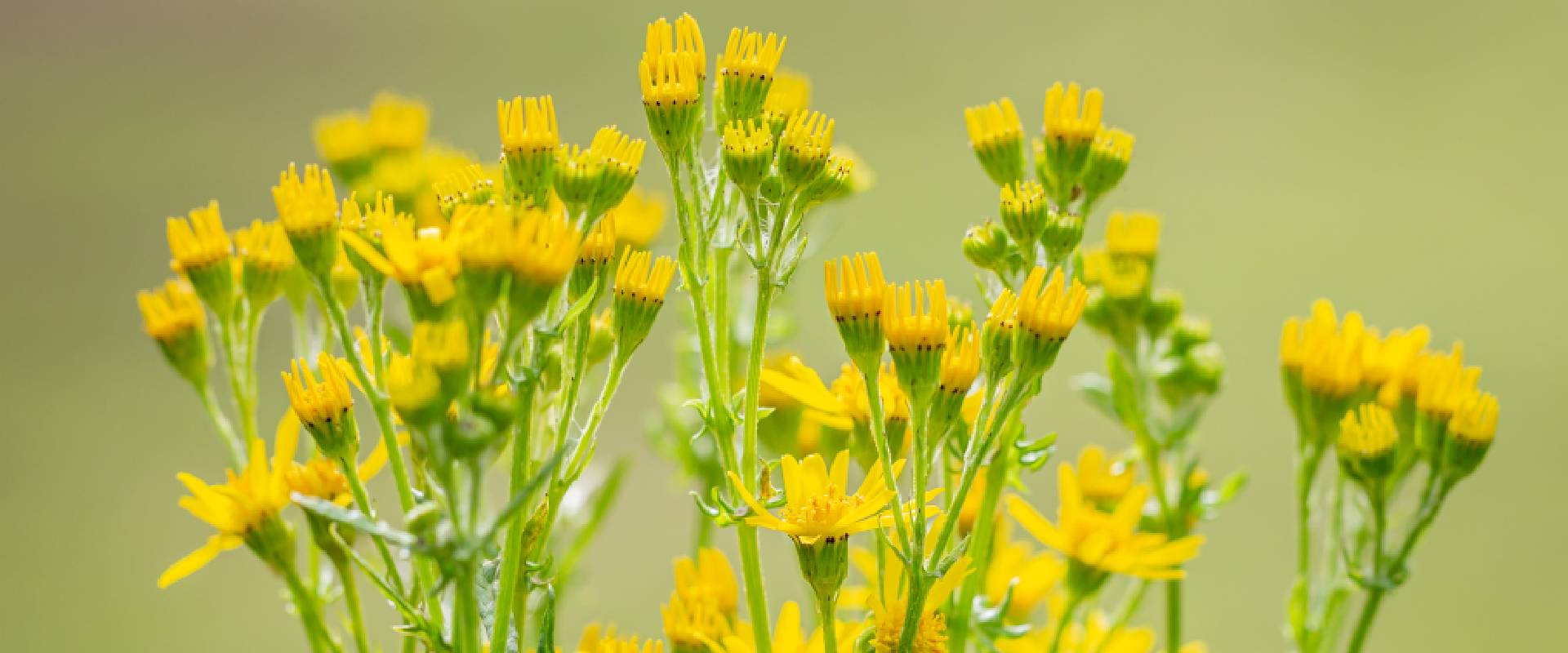 Is Ragwort Poisonous to Dogs?