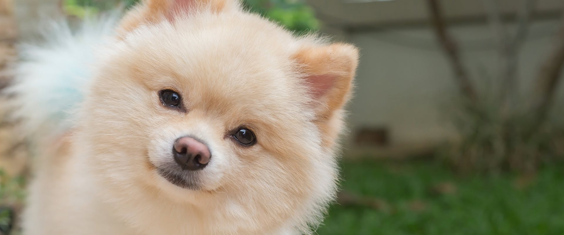 A Pomeranian dog