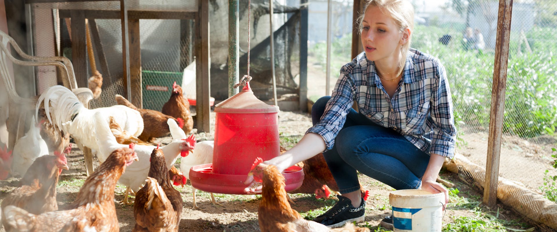 a woman pet sitting farm animals feeding a flock of chickens in a chicken coop