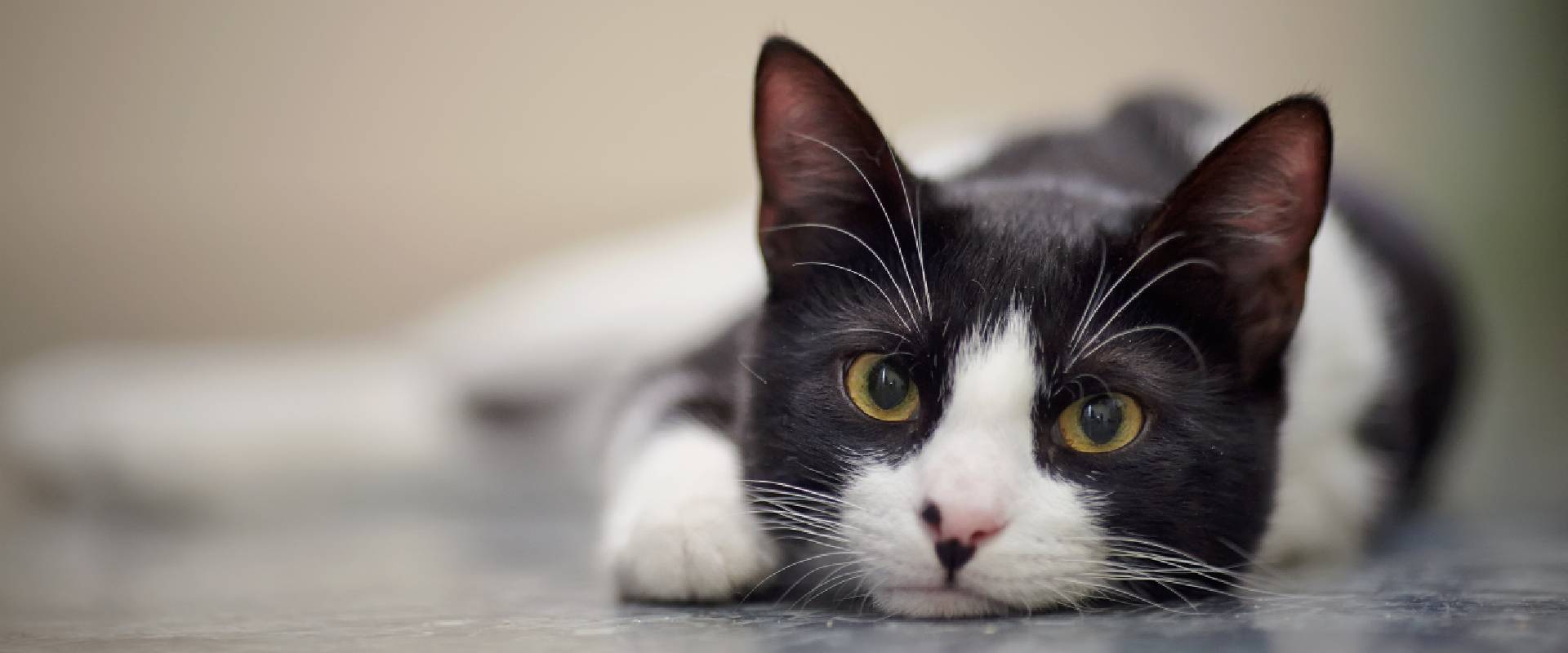 Do Cats Miss Their Owners?