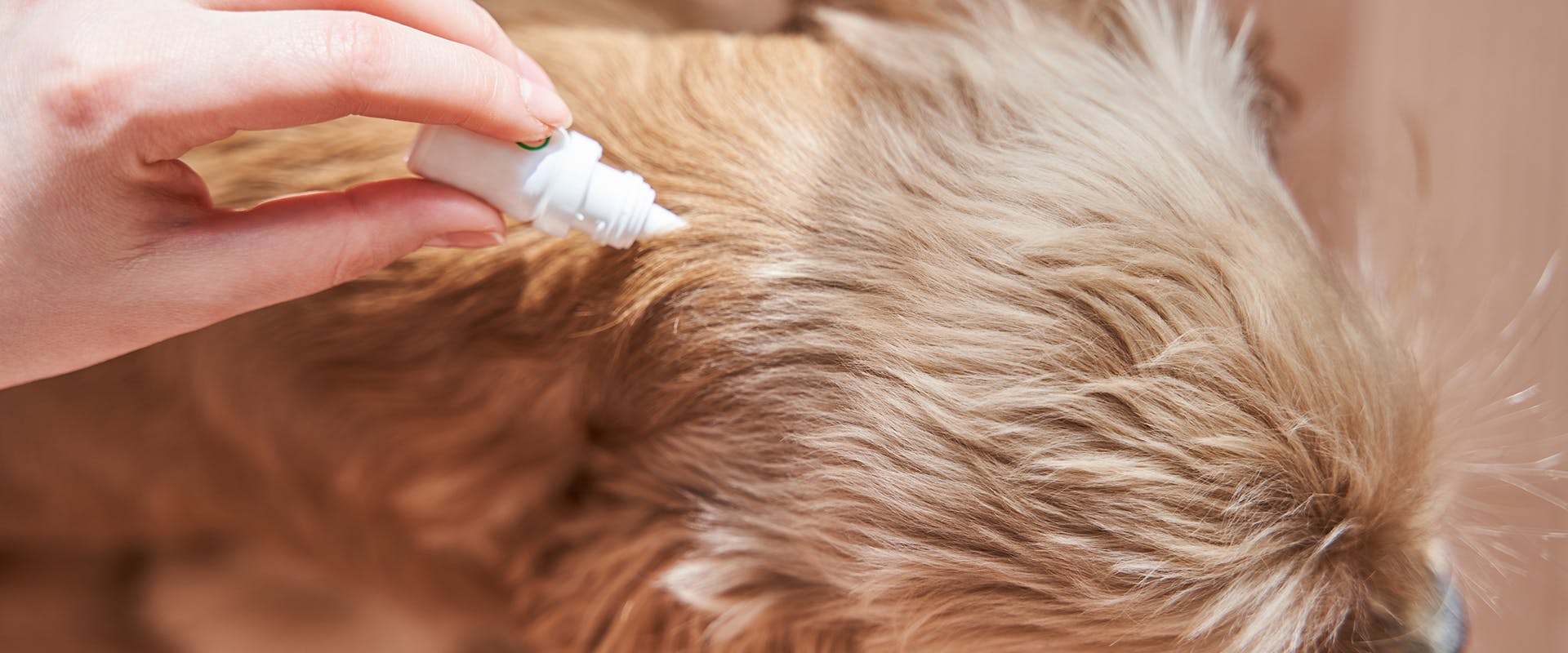 Fleas on dogs, a hand administering flea treatment on a dog's neck