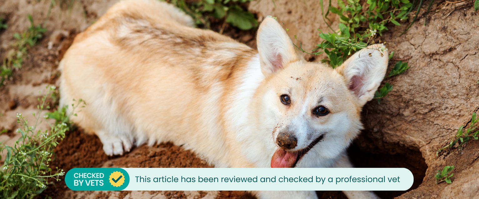 Corgi digging a hole in the garden