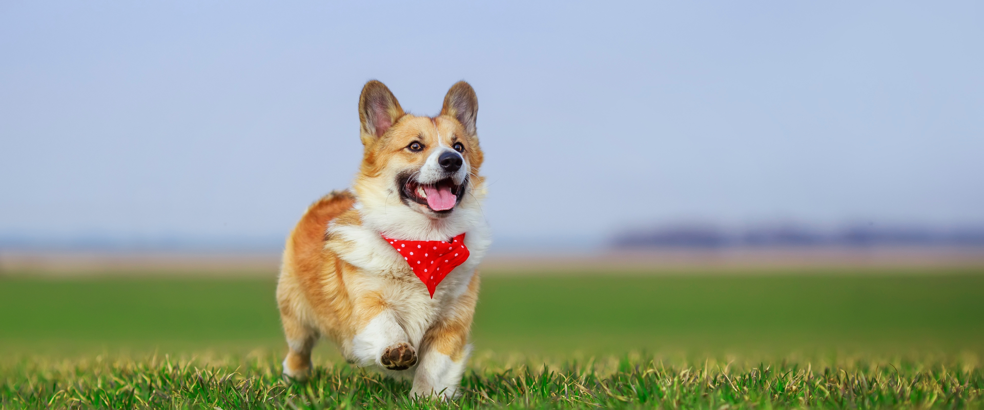 A corgi walks through a field with a red tie around its neck.