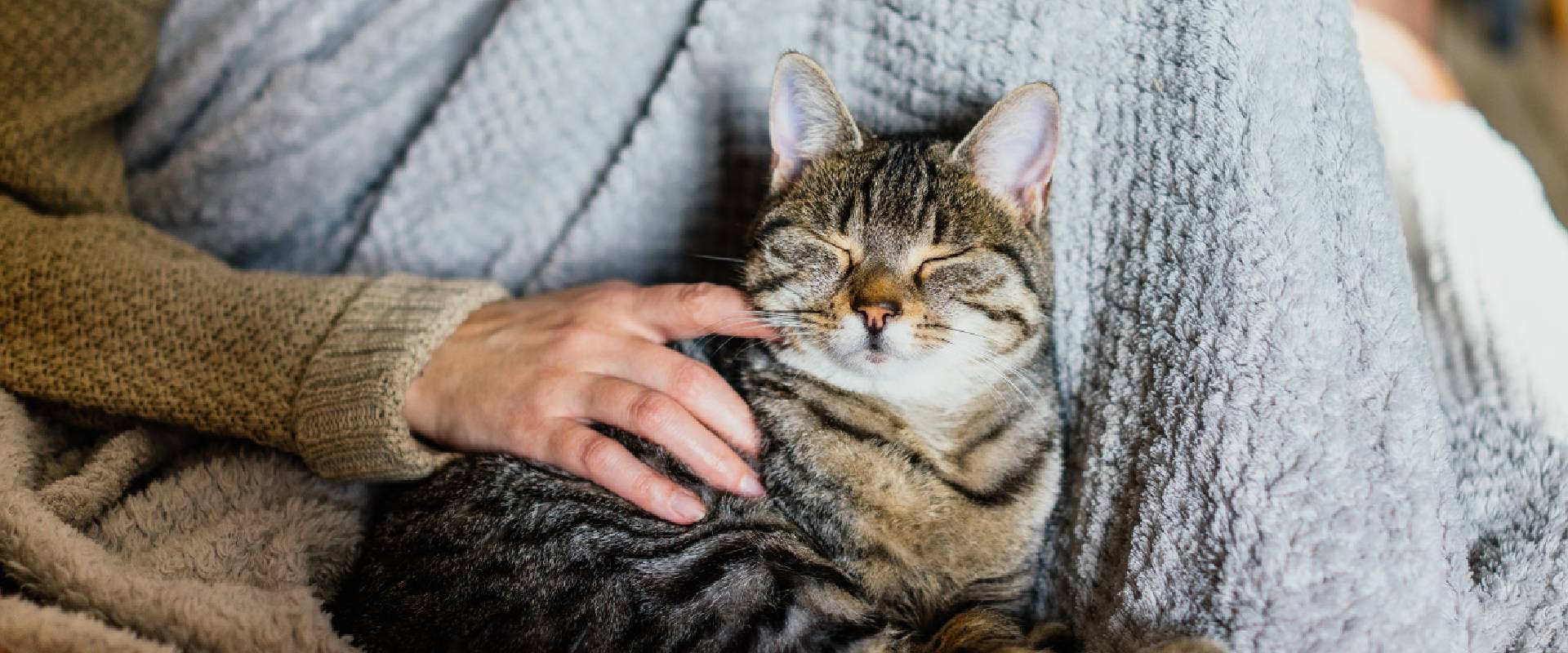 Why Cats Are Better Than Dogs | Trustedhousesitters.Com
