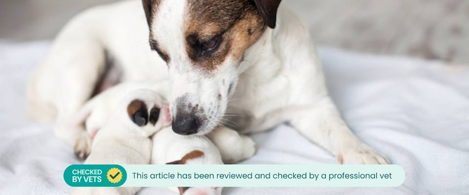 100 Corgi Names For Your New Canine Companion TrustedHousesitters 100-corgi-names-for-your-new-canine-companion-trustedhousesitters